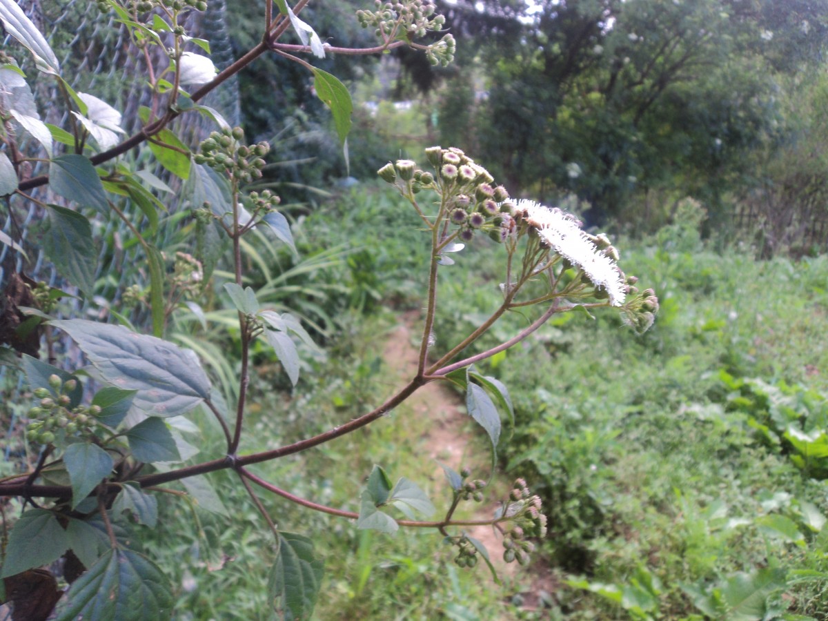 Ageratina adenophora (Spreng.) R.M.King & H.Rob.